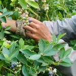 Whidbey families can pick their own organic blueberries at the Silva Family Farm in North Whidbey during its limited U-pick weekends.