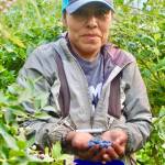 Photos by Marina Blatt
Every berry is picked by hand. Weeds are pulled manually. Silvas decision to remain organic wasnt based on convenience. She has seen firsthand how many chemicals other farms use on their berries.