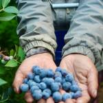 Photo by Marina Blatt
Blueberry season on Whidbey Island is as much a rite of summer as sunshine and ferry rides. During the limited U-pick weekends, visitors can pick their own organic blueberries at the Silva Family Farm.